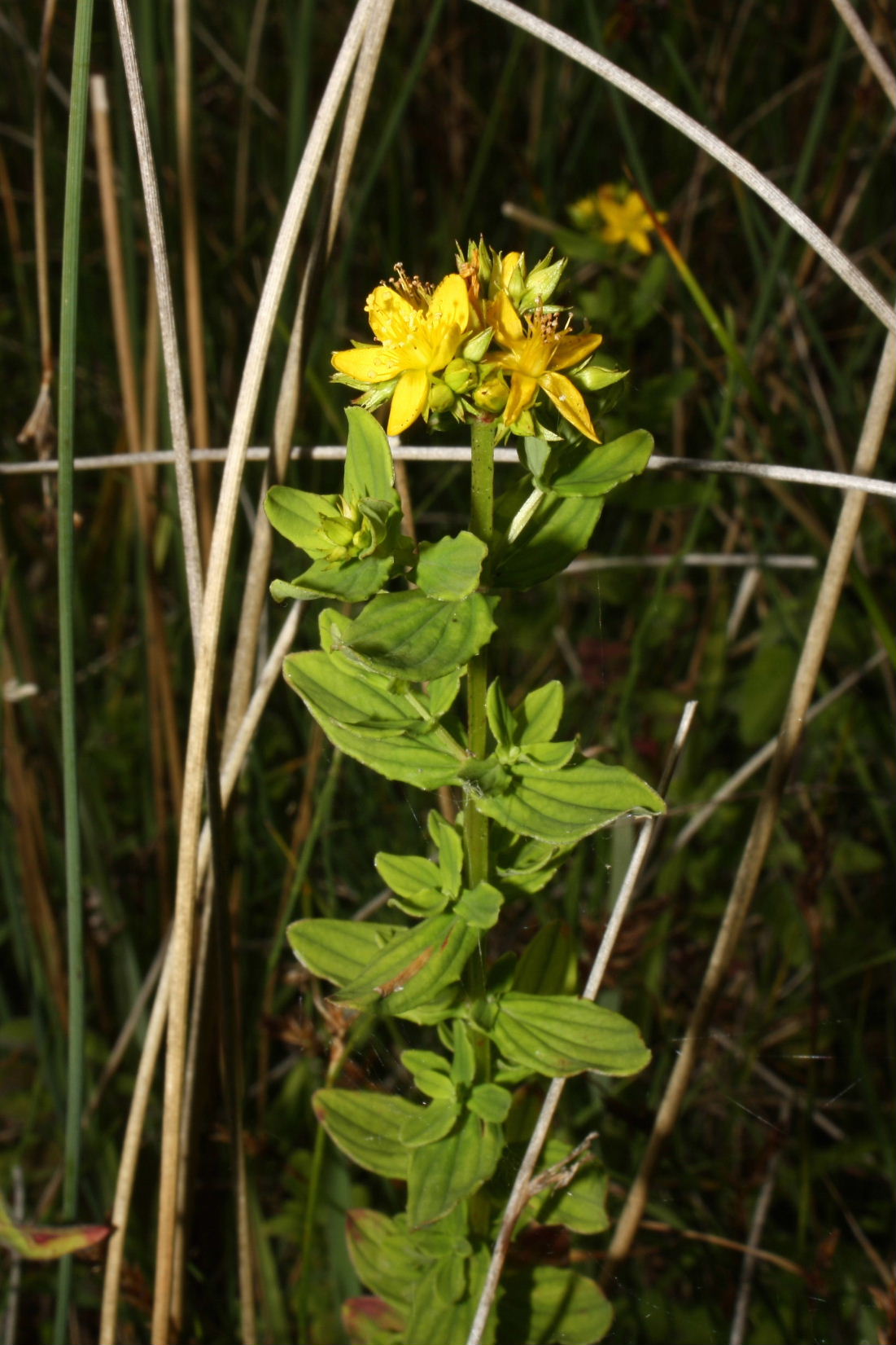 Hypericum tetrapterum / Erba di San Giovanni alata