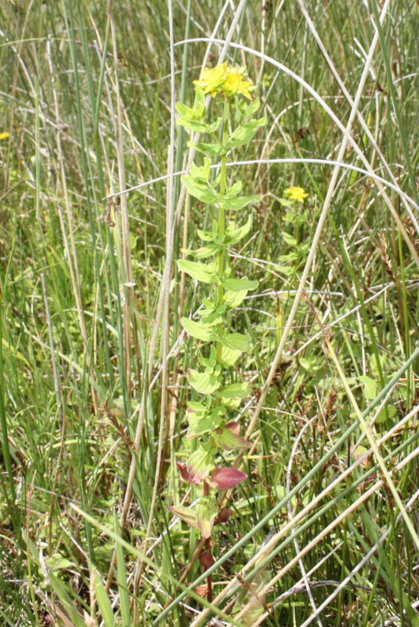 Hypericum tetrapterum / Erba di San Giovanni alata