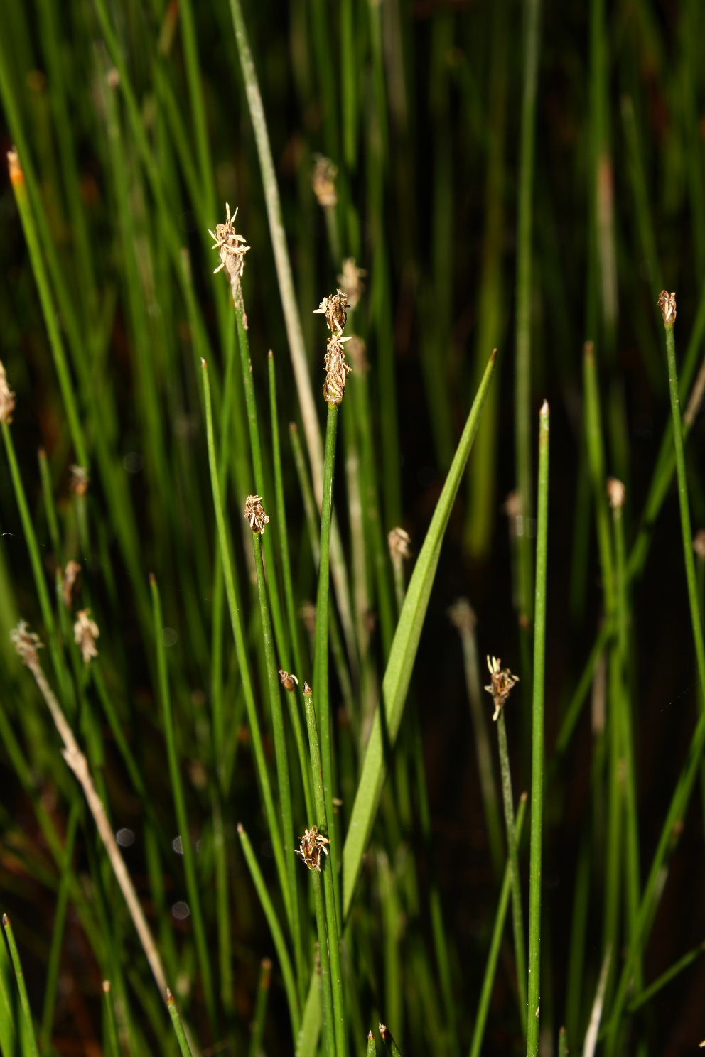 Eleocharis sp. (Cyperaceae).