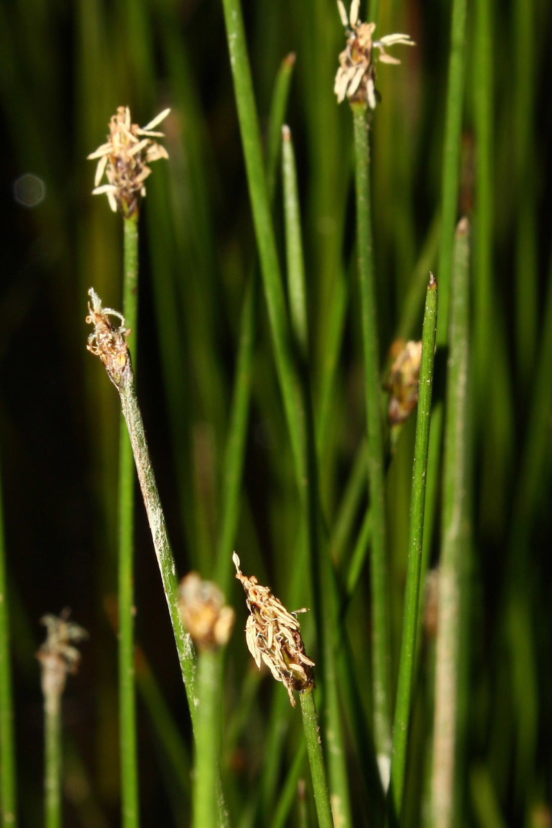 Eleocharis sp. (Cyperaceae).