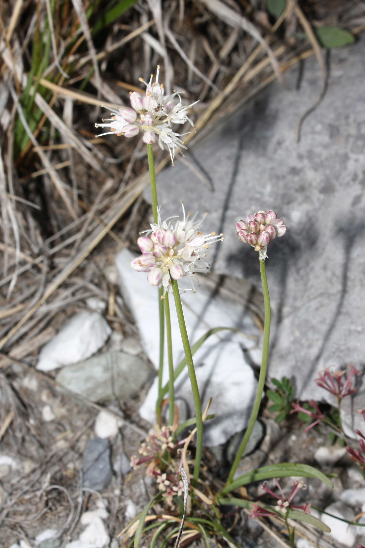 Allium ericetorum