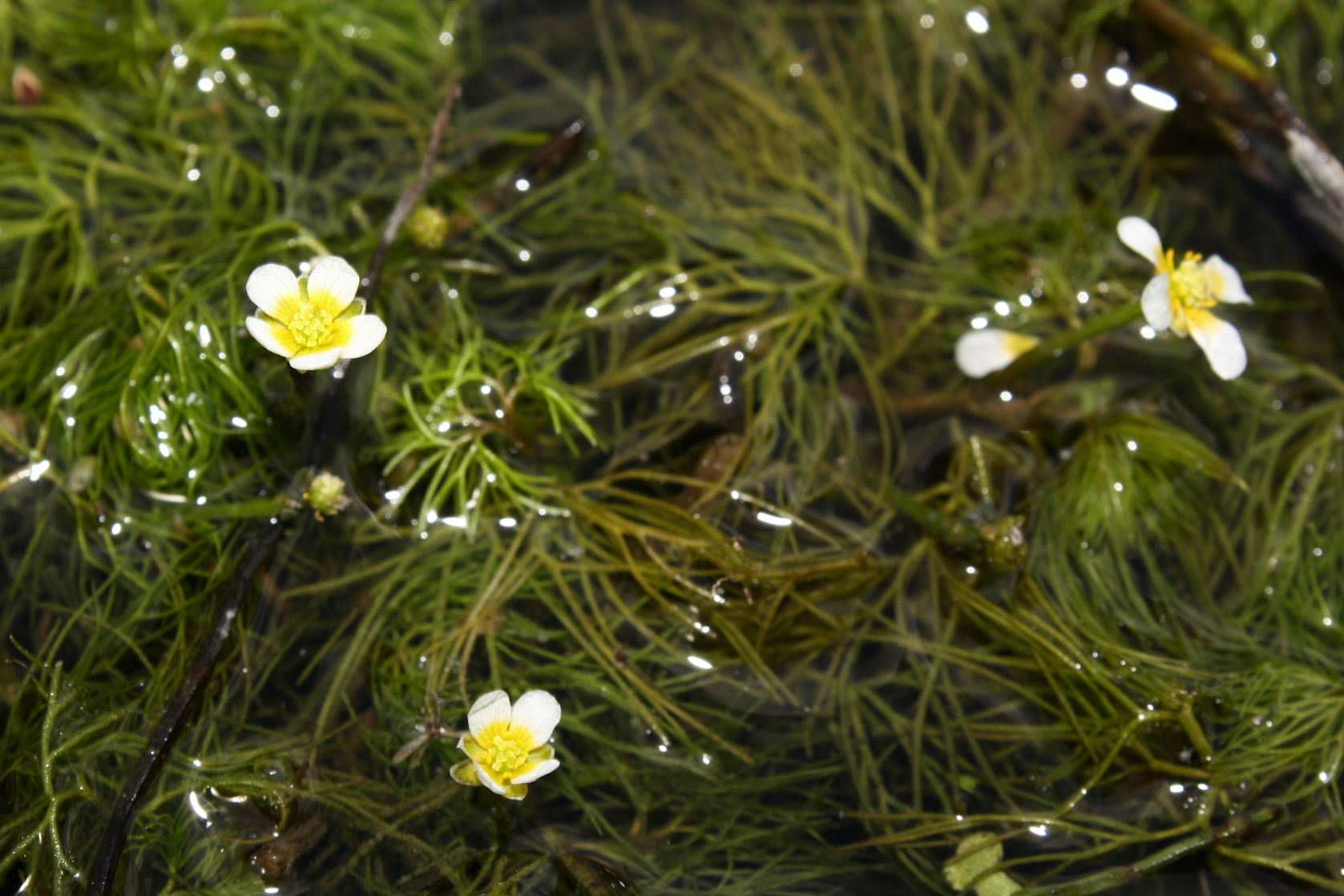 Ranunculus da determinare-2