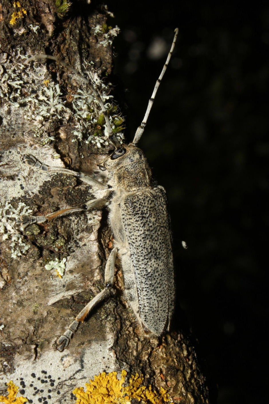 Saperda charcharias (Cerambicydae)