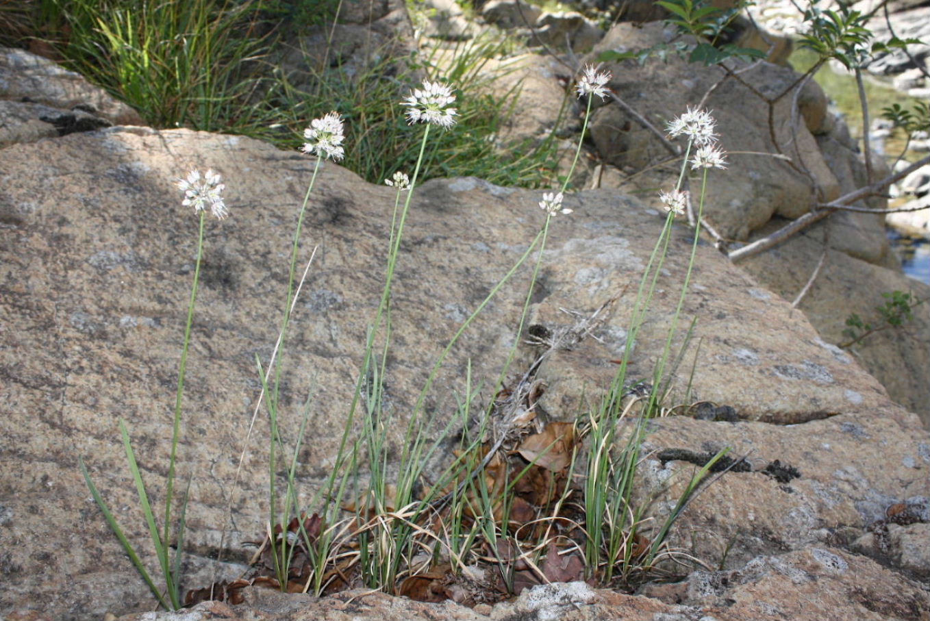 Allium ericetorum