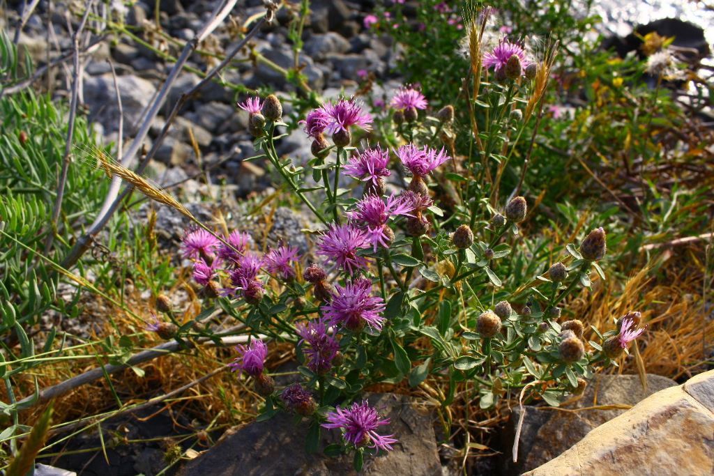 Centaurea aplolepa / Fiordaliso tirreno