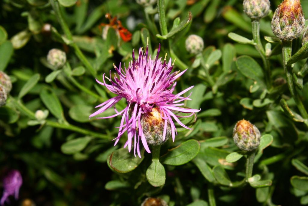 Centaurea aplolepa / Fiordaliso tirreno