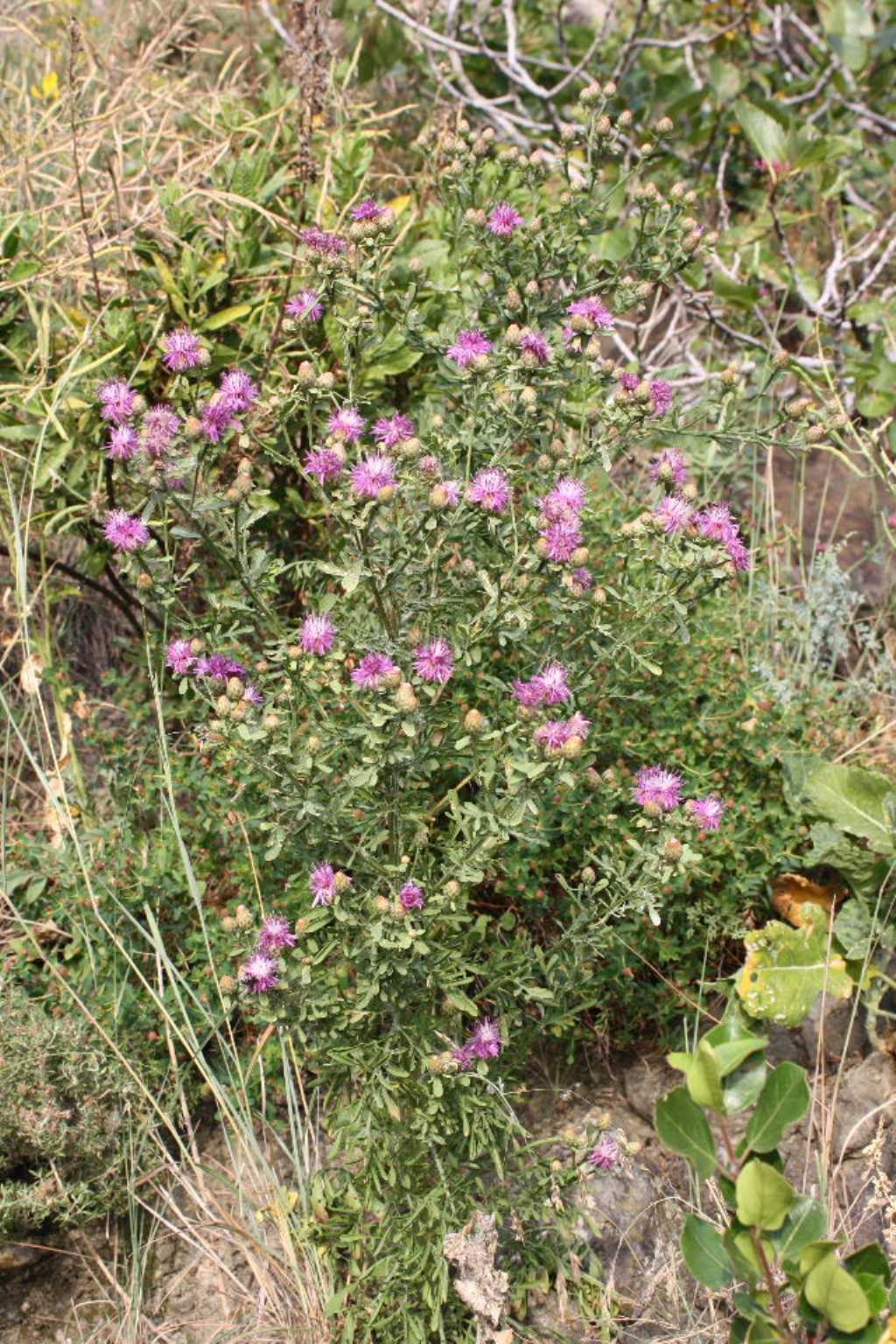 Centaurea aplolepa / Fiordaliso tirreno