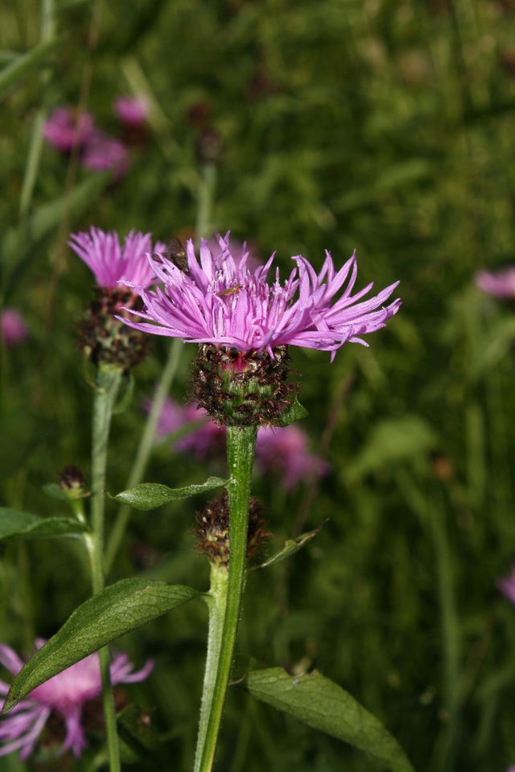 Padola (BL): Centaurea cfr. nigrescens