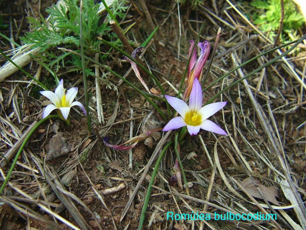 Romulea da identificare