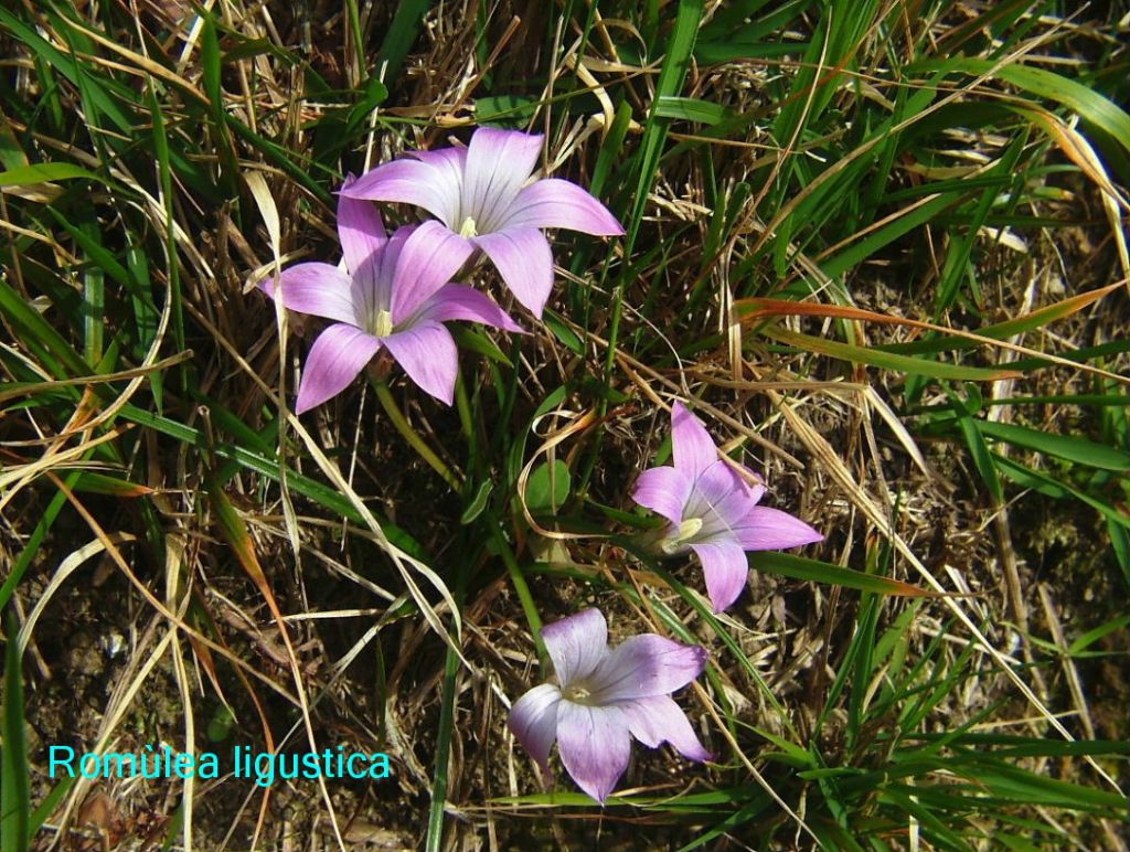Romulea da identificare