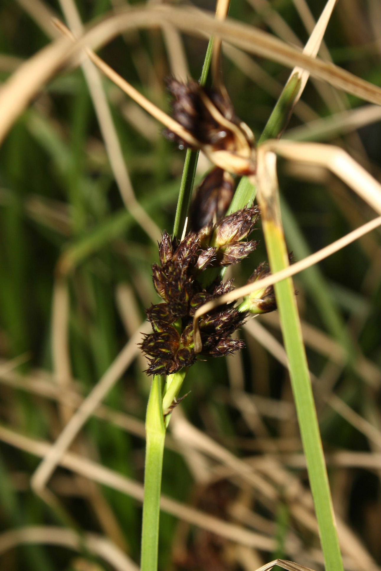 Bolboschoenus maritimus