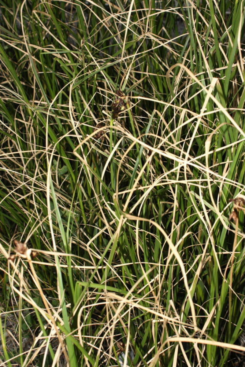 Bolboschoenus maritimus