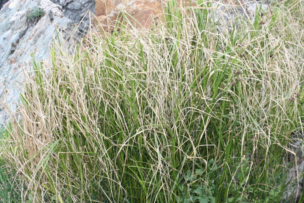 Bolboschoenus maritimus