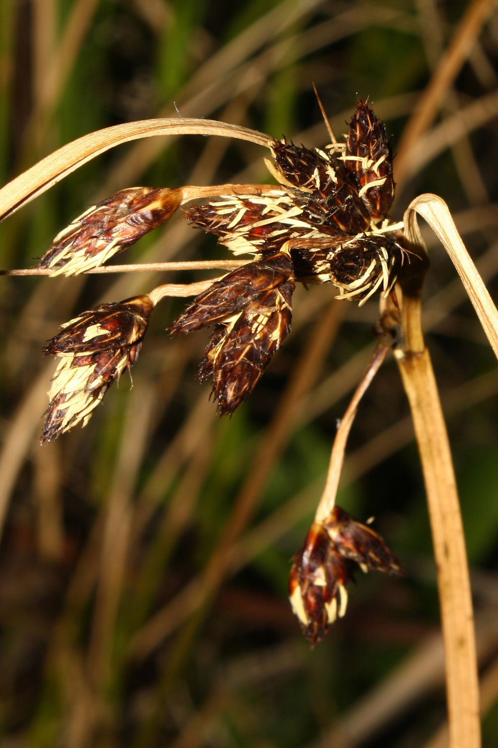 Bolboschoenus maritimus