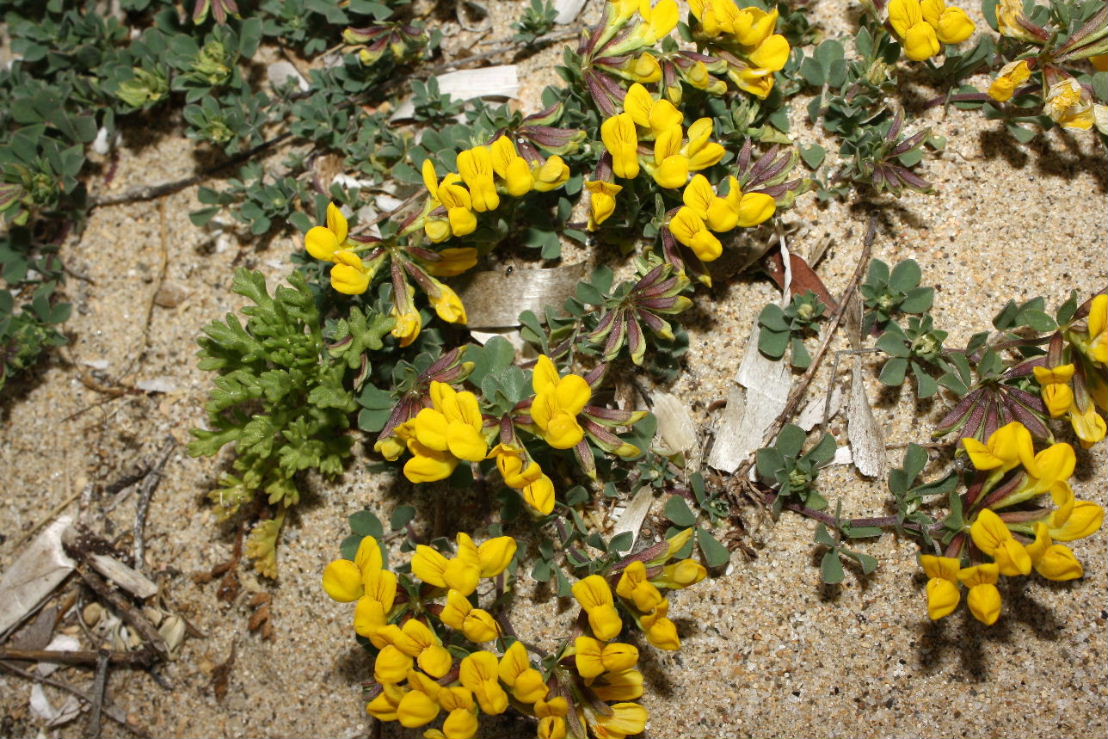 Lotus cytisoides / Ginestrino delle scogliere