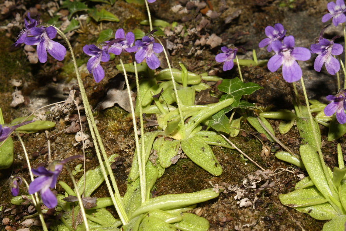 Pinguicula apuana Casper & Ansaldi