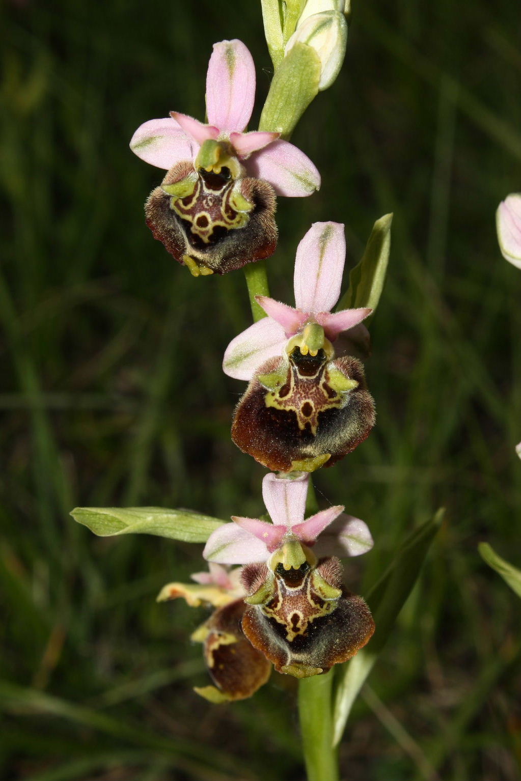 Ophrys appennina ??