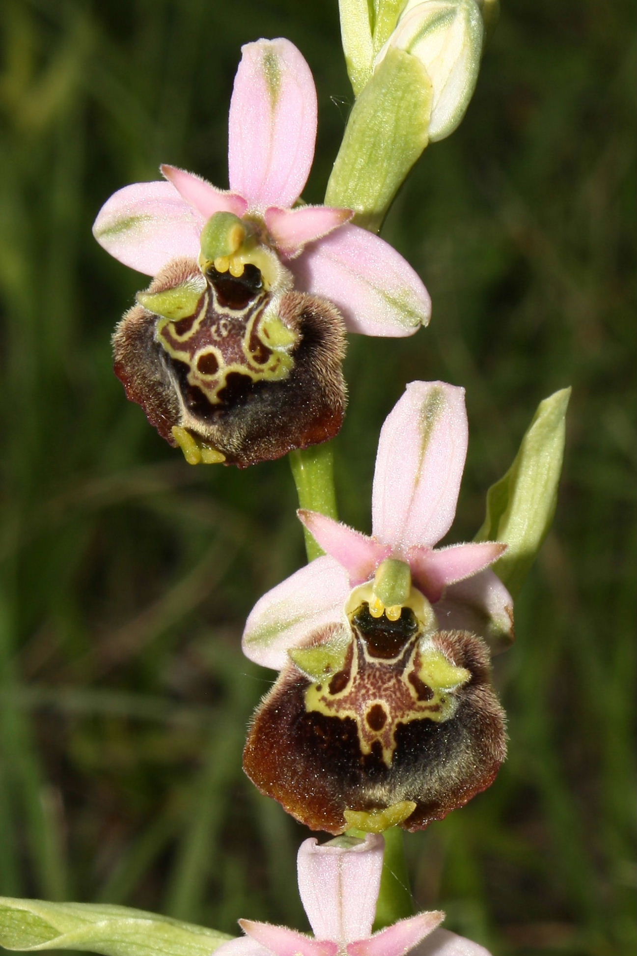 Ophrys appennina ??