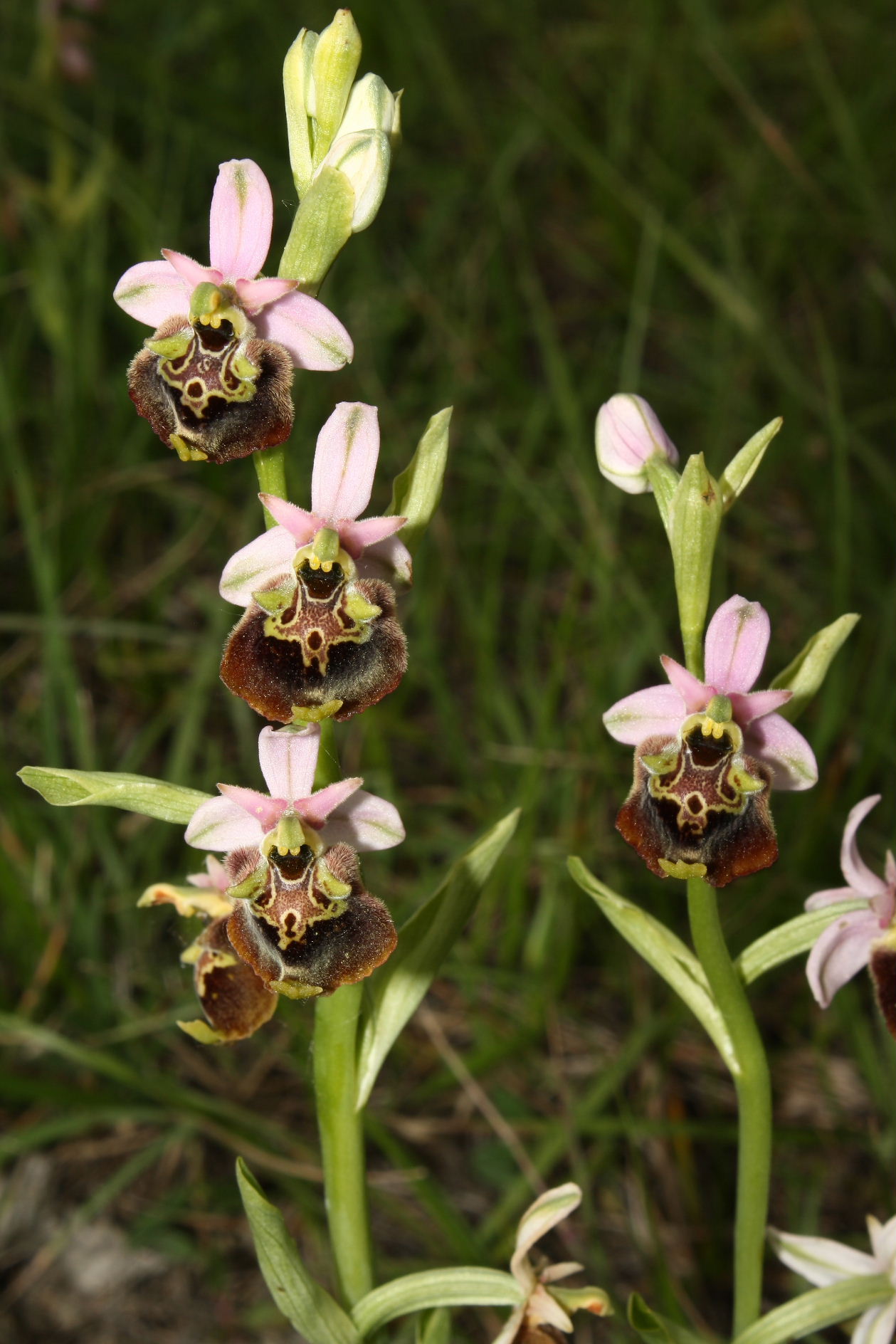 Ophrys appennina ??