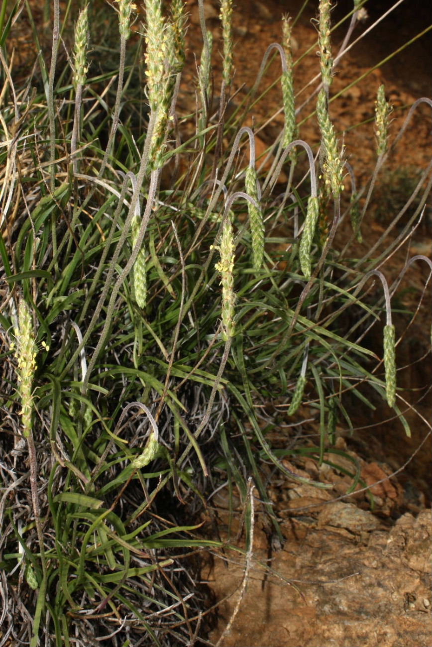 Plantago da determinare