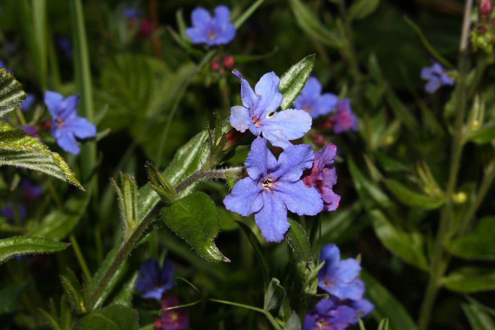 Buglossoides purpurocaerulea