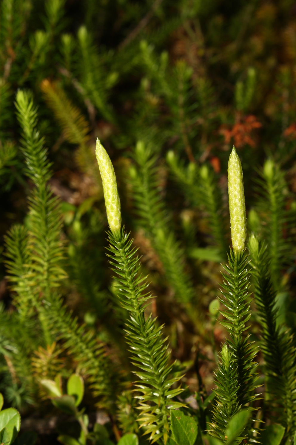 Lycopodium annotinum / Licopodio annotino