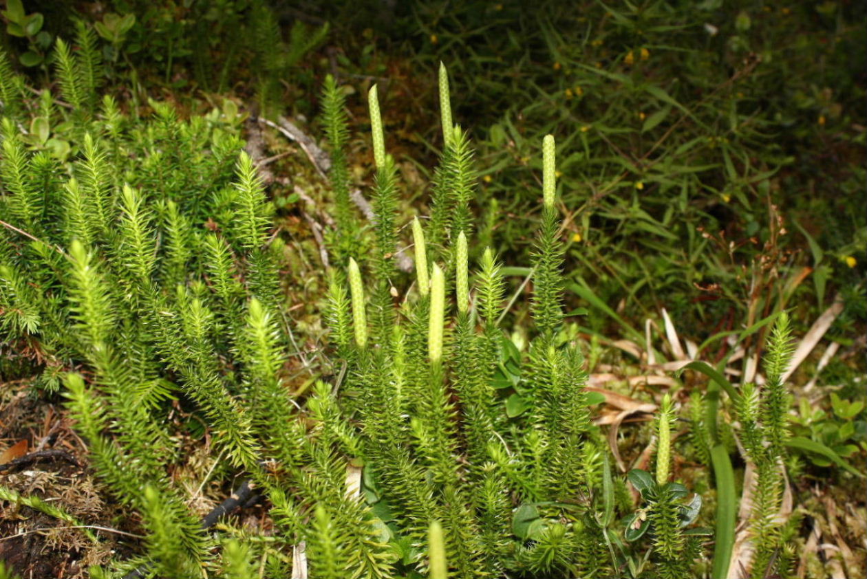 Lycopodium annotinum / Licopodio annotino