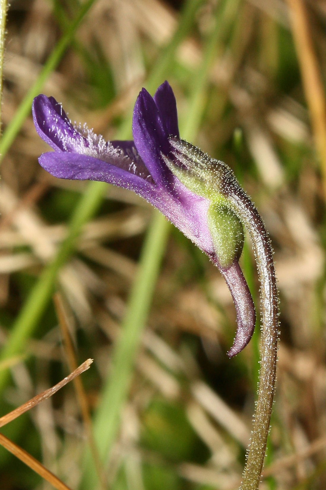 Pinguicula vulgaris / Pinguicola comune