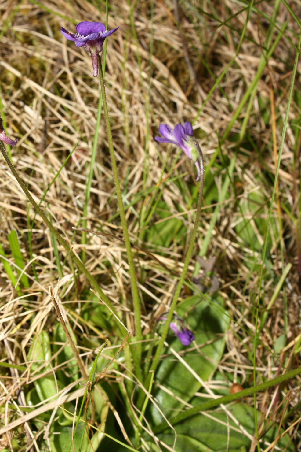 Pinguicula vulgaris / Pinguicola comune