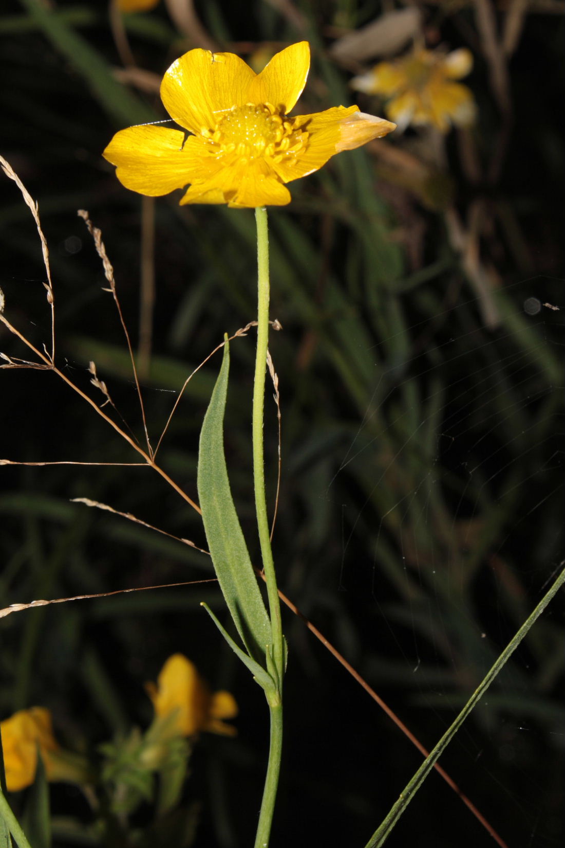 Ranunculus lingua / Ranuncolo delle canne