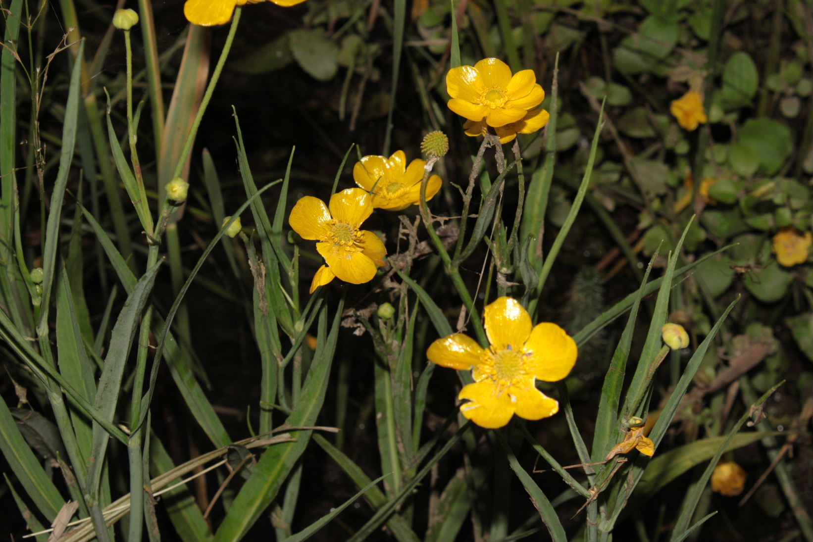 Ranunculus lingua / Ranuncolo delle canne