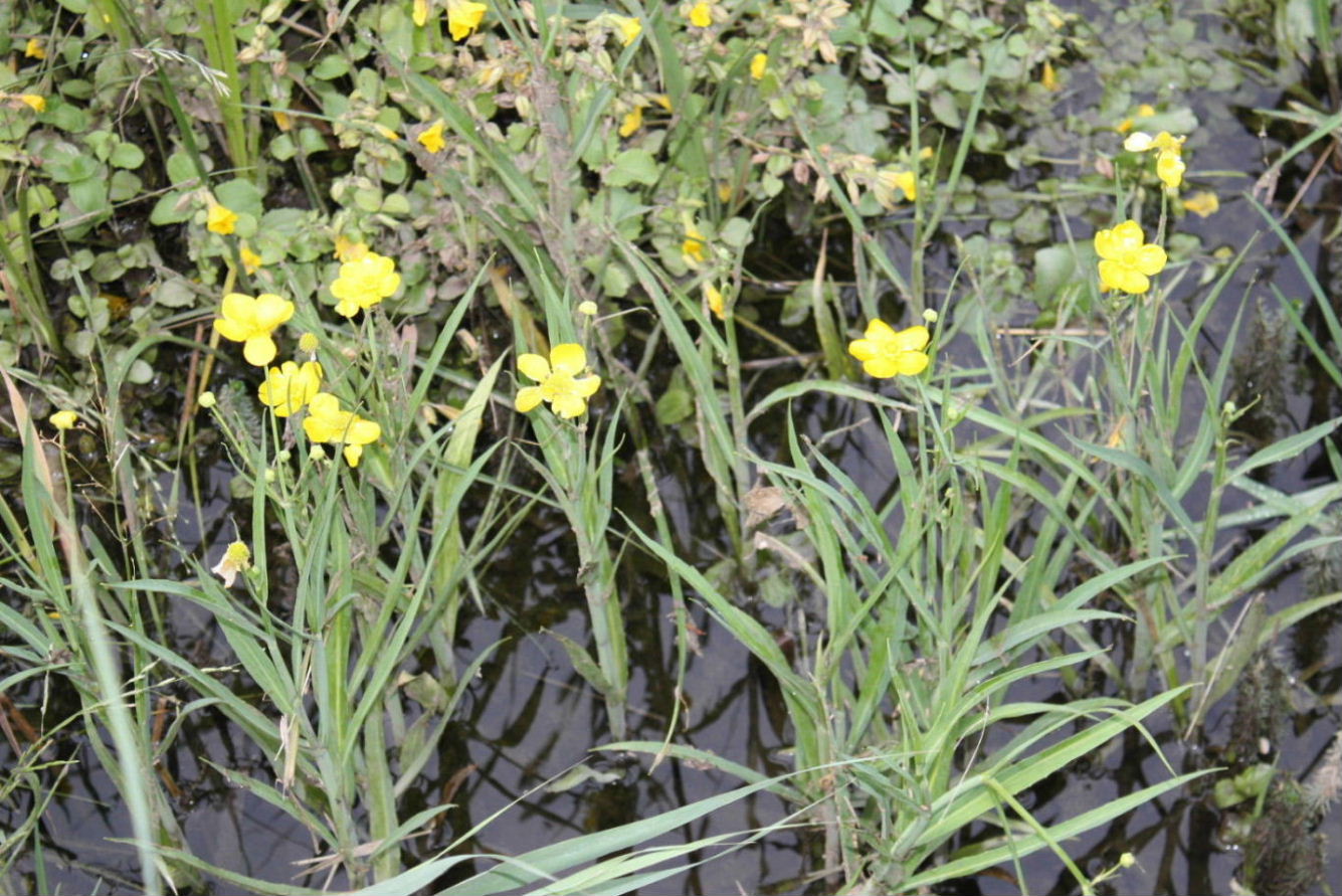 Ranunculus lingua / Ranuncolo delle canne