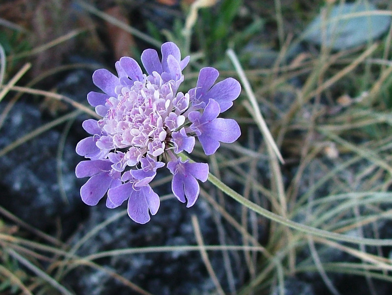 Scabiosa holosericea / Scabiosa vellutata