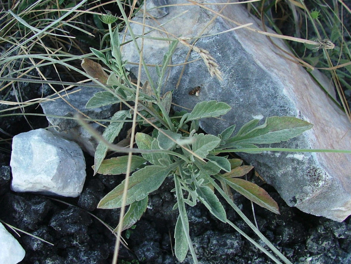 Scabiosa holosericea / Scabiosa vellutata