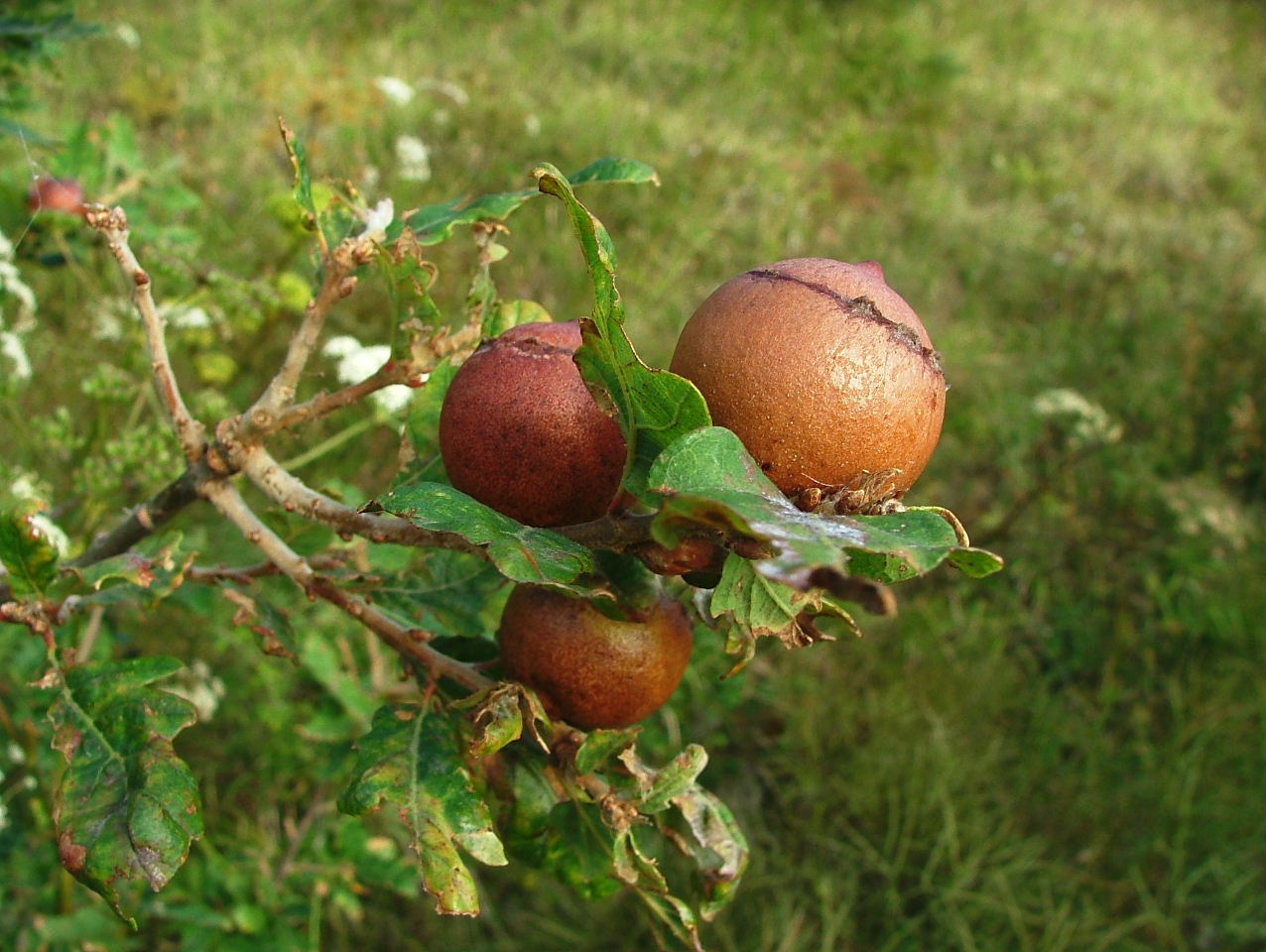 Frutto legnoso/ghianda sferica ca 35/40mm - no, Galla