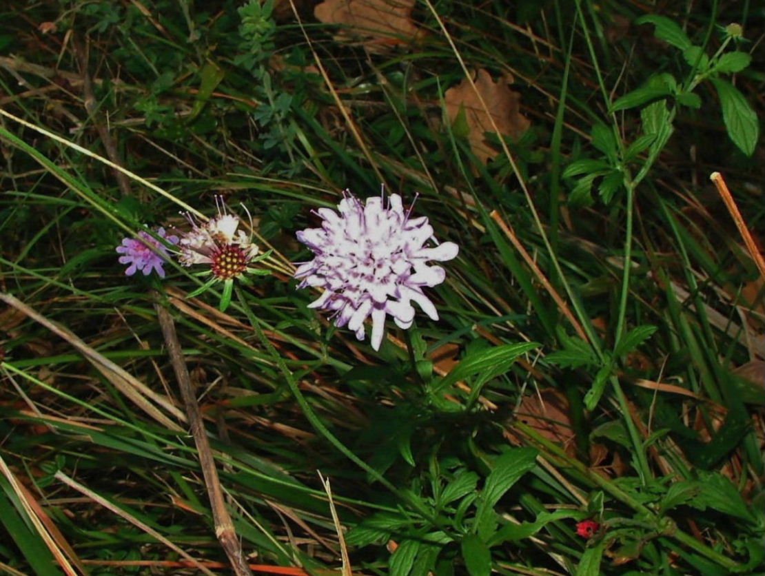Scabiosa ?? da determinare � 3