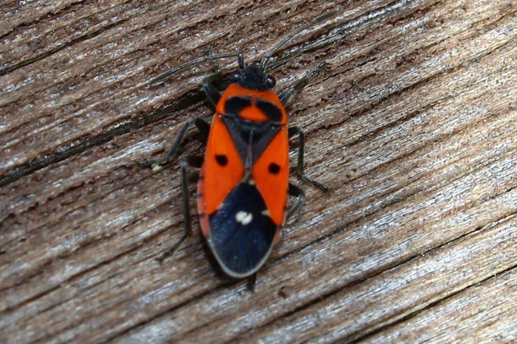 Lygaeidae: Melanocoryphus albomaculatus della Liguria (GE)