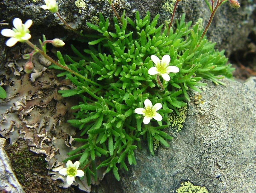 Saxifraga da determinare ?