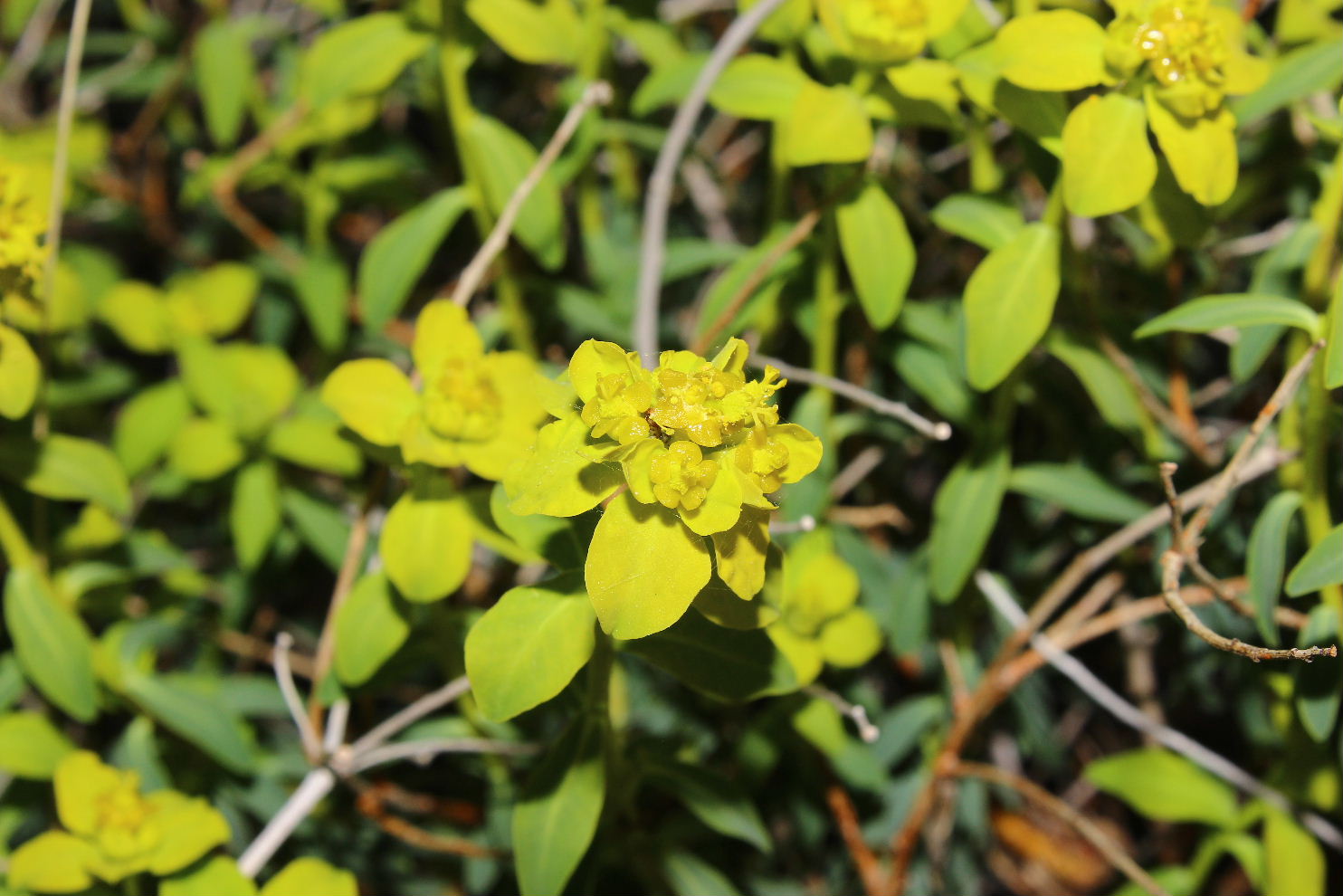 Euphorbia verrucosa (=E. brittingeri )/ Euforbia verrucosa