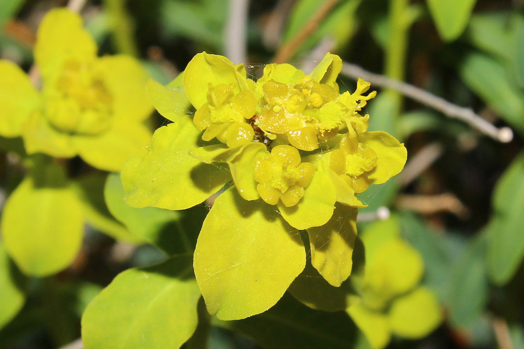 Euphorbia verrucosa (=E. brittingeri )/ Euforbia verrucosa