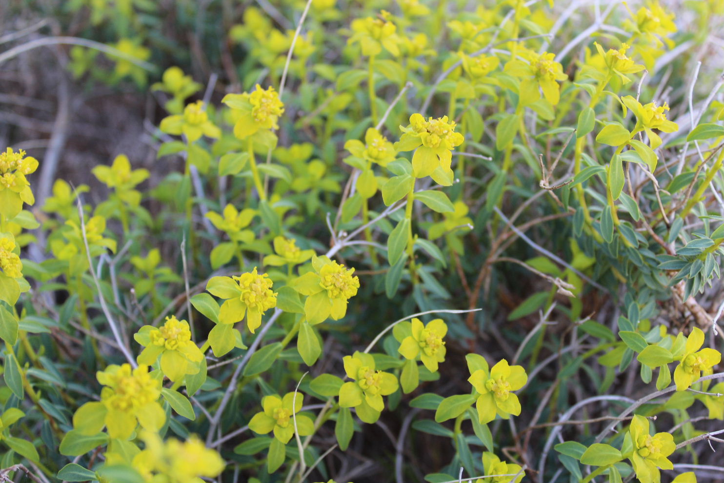 Euphorbia verrucosa (=E. brittingeri )/ Euforbia verrucosa