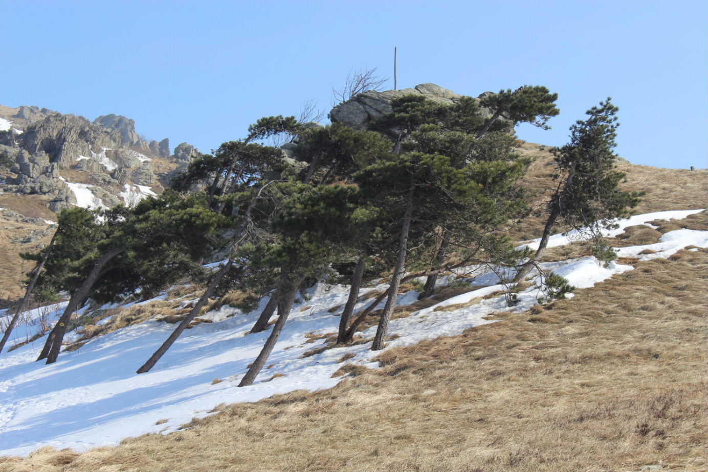 Alberi d''inverno... un invito