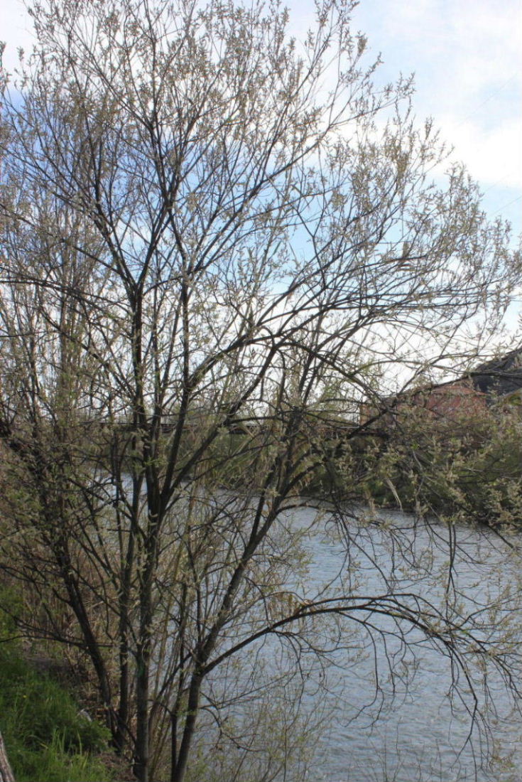 Salice da determinare