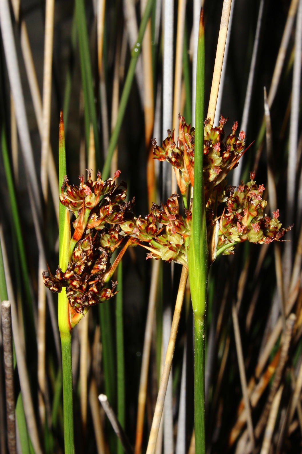 Juncus acutus / Giunco pungente
