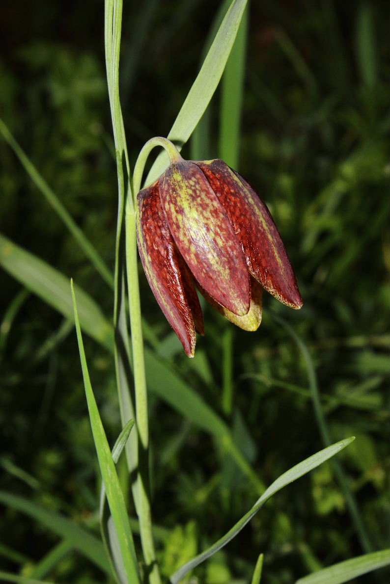 Fritillaria montana Hoppe