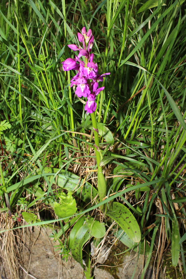 Orchis ?