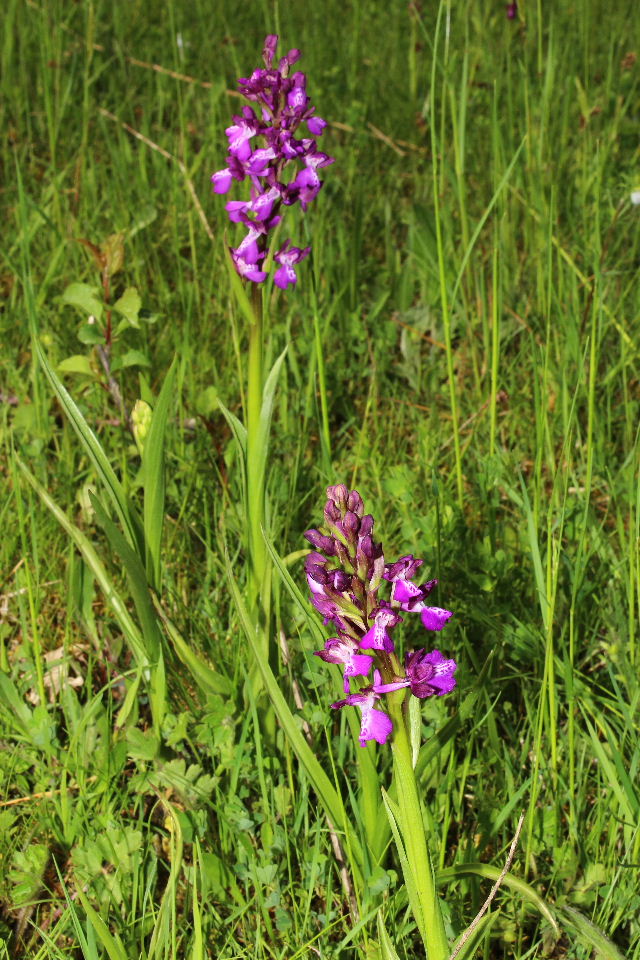 Ibrido A. morio x A. laxiflora