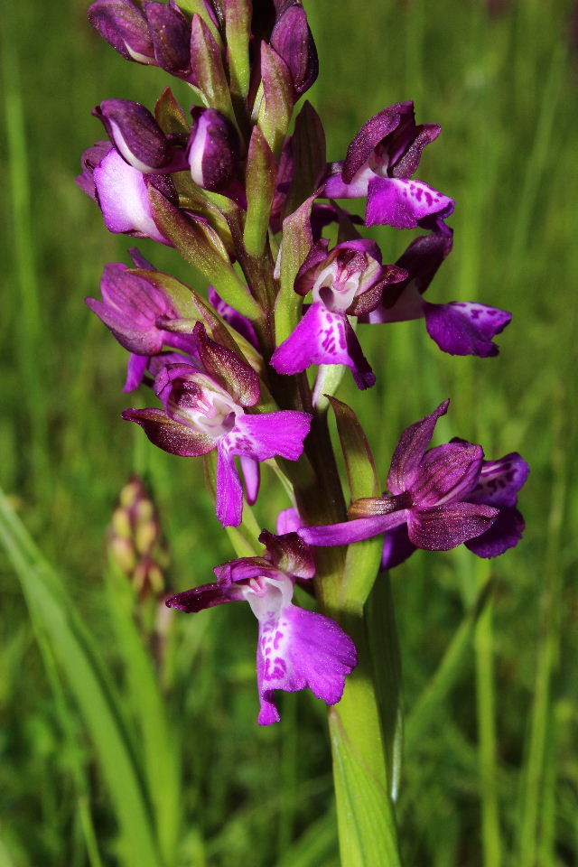 Ibrido A. morio x A. laxiflora