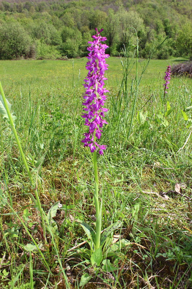 Ibrido O. mascula x O. provincialis ??