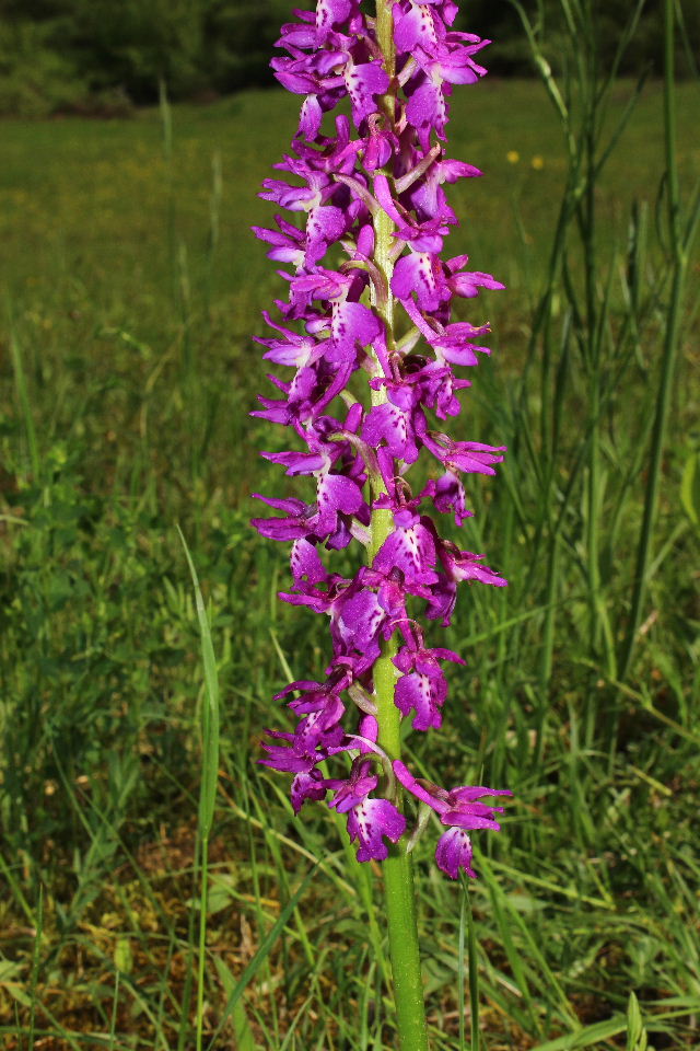 Ibrido O. mascula x O. provincialis ??
